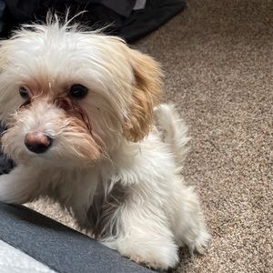 Meet your Posher, Janelle